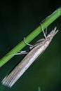 Little grey butterfly trichoptera