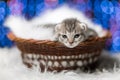 A little grey cat in a wisker cradle against bokeh background Royalty Free Stock Photo