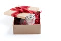 Little grey fluffy cute kitten sitting inside cardboard box with red birthday box on top being present for special Royalty Free Stock Photo