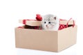 Little grey fluffy cute kitten sitting inside cardboard box with red birthday box on top being present for special Royalty Free Stock Photo