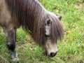 Little grey horse, pony, head and mane close-up, portrait of an animal, grazes on green grass Royalty Free Stock Photo