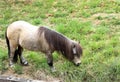 Little grey horse, Shetland pony, is grazing on green grass, green background Royalty Free Stock Photo