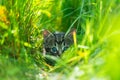 Little grey kitten with blue ayes hunting