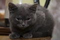 The little grey kitten fell asleep on the table. Royalty Free Stock Photo