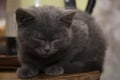 The little grey kitten fell asleep on the table. Royalty Free Stock Photo