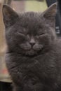 The little grey kitten fell asleep on the table. Royalty Free Stock Photo