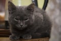 The little grey kitten fell asleep on the table. Royalty Free Stock Photo