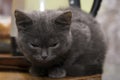 The little grey kitten fell asleep on the table. Royalty Free Stock Photo