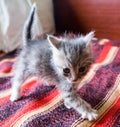 little grey kitten Royalty Free Stock Photo