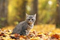 Little grey kitten in orange leaves Royalty Free Stock Photo