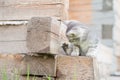 Little grey kitten playing with paw on wooden background Royalty Free Stock Photo