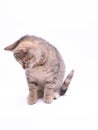 Cute little grey kitten playing on a white background Royalty Free Stock Photo