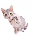 Cute little grey kitten playing on a white background Royalty Free Stock Photo
