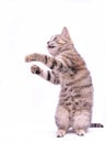 Cute little grey kitten playing on a white background Royalty Free Stock Photo