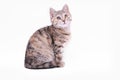 Cute little grey kitten playing on a white background Royalty Free Stock Photo