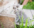 Little grey kitten playing on wooden background Royalty Free Stock Photo