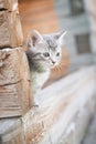 Little grey kitten playing on wooden background Royalty Free Stock Photo