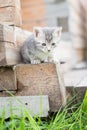 Little grey kitten playing on wooden background Royalty Free Stock Photo