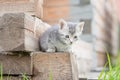 Little grey kitten playing on wooden background Royalty Free Stock Photo