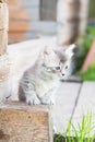 Little grey kitten playing on wooden background Royalty Free Stock Photo