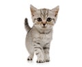 Little grey kitten walks on white background