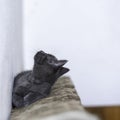 Little grey kitty resting and looking above, up Royalty Free Stock Photo