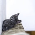 Little grey kitty resting and looking above, up Royalty Free Stock Photo