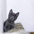 Little grey kitty resting and looking forward Royalty Free Stock Photo