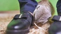 Little grey meerkat digs wood sawdust under the Shoe Royalty Free Stock Photo