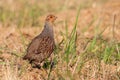 Little grey partridge standing on field in summer.