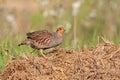 Little grey partridge standing on ground in summer sun.