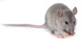 A little grey rat eating Royalty Free Stock Photo