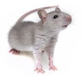 A little grey rat Royalty Free Stock Photo