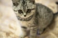 Little grey scottish cat sitting