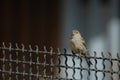 Little grey sparrow sitting on wire netting in spring day Royalty Free Stock Photo