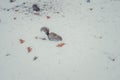 A Grey Squirrel Looking for Food in Winter Royalty Free Stock Photo