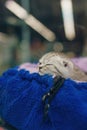 Little grey striped kitten sleeping in blue cat lounger in pet shop. Domestic animals care concept Royalty Free Stock Photo