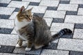 Little grey tabby cat sitting on terrace