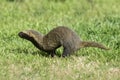 Little grison running ,Pampas,