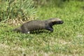 Little grison running ,Pampas,