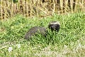 Little grison running ,Pampas,