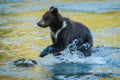 Little grizzly baby bear playing in water Royalty Free Stock Photo