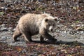 Special moment, young Grizzly on the bay of Katmai Royalty Free Stock Photo