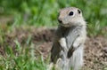 Little Ground Squirrel Standing Guard Over Its Home Royalty Free Stock Photo