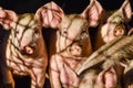 Little group of dirty curious piglets in the shadow