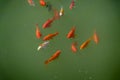 Little group of goldfishes