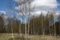 Spring. Birch coppice. Royalty Free Stock Photo