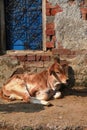 A little grown up calf resting next to blue window