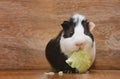 Little guinea pig eating cabbage leaf.