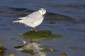 Little gull